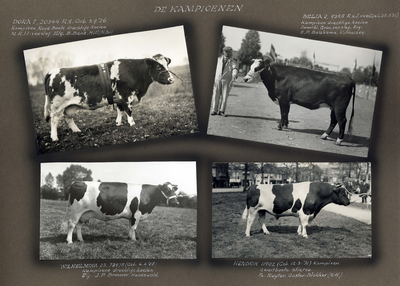 223092 Bladzijde met vier foto's van prijswinnende runderen op de Veetentoonstellingen te Utrecht van 10 tot en met 12 ...